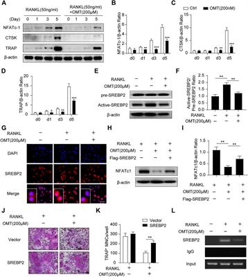 Corrigendum: Oxymatrine attenuates osteoclastogenesis via modulation of ROS-mediated SREBP2 signaling and counteracts ovariectomy-induced osteoporosis